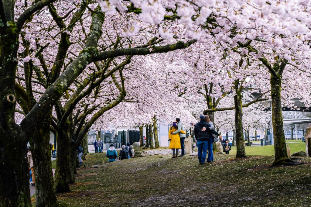 Couples enjoy cherry blossoms in full bloom at a park in Portland, OR, during spring.