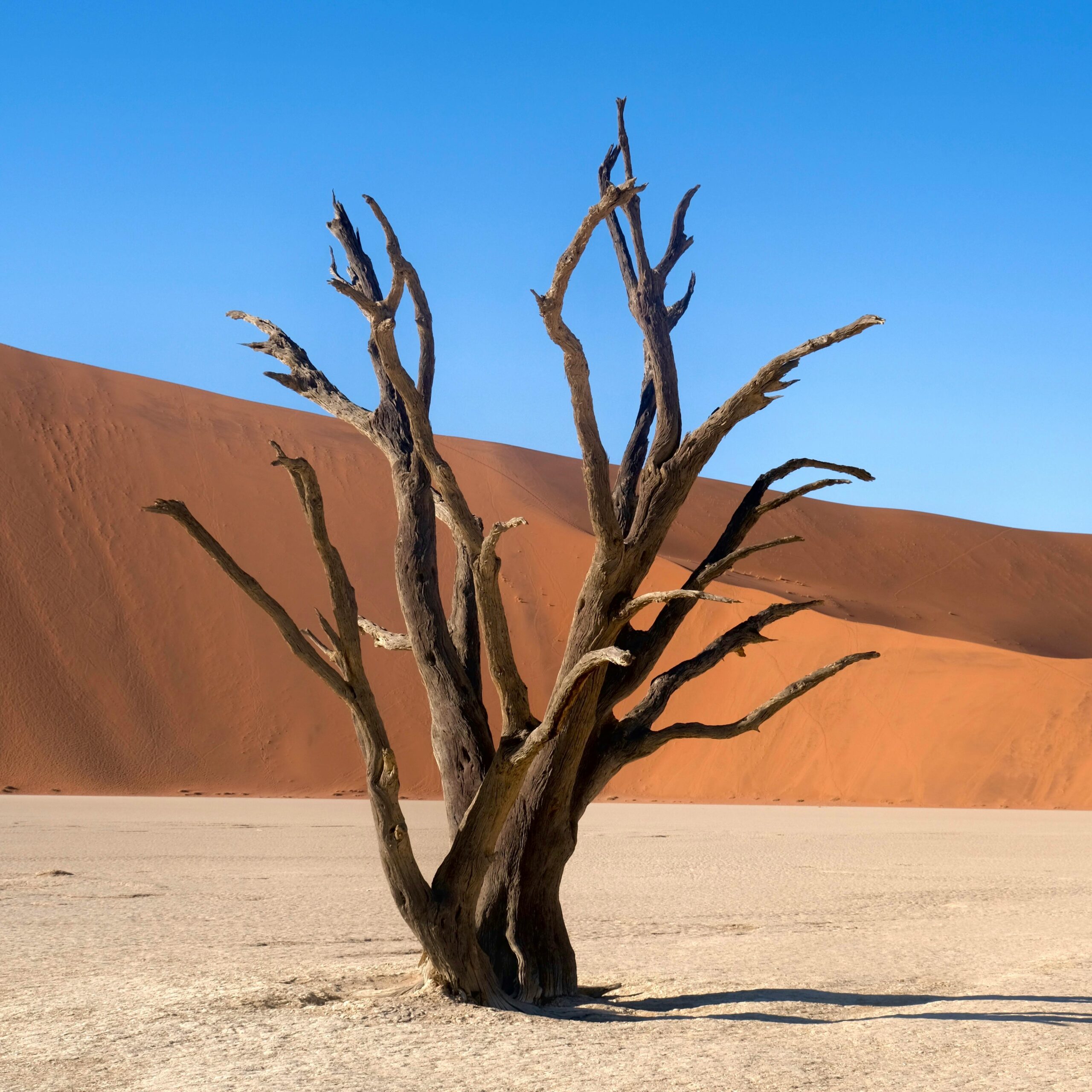 A stark withered tree stands in the Namib Desert against an expansive dune under a clear blue sky.