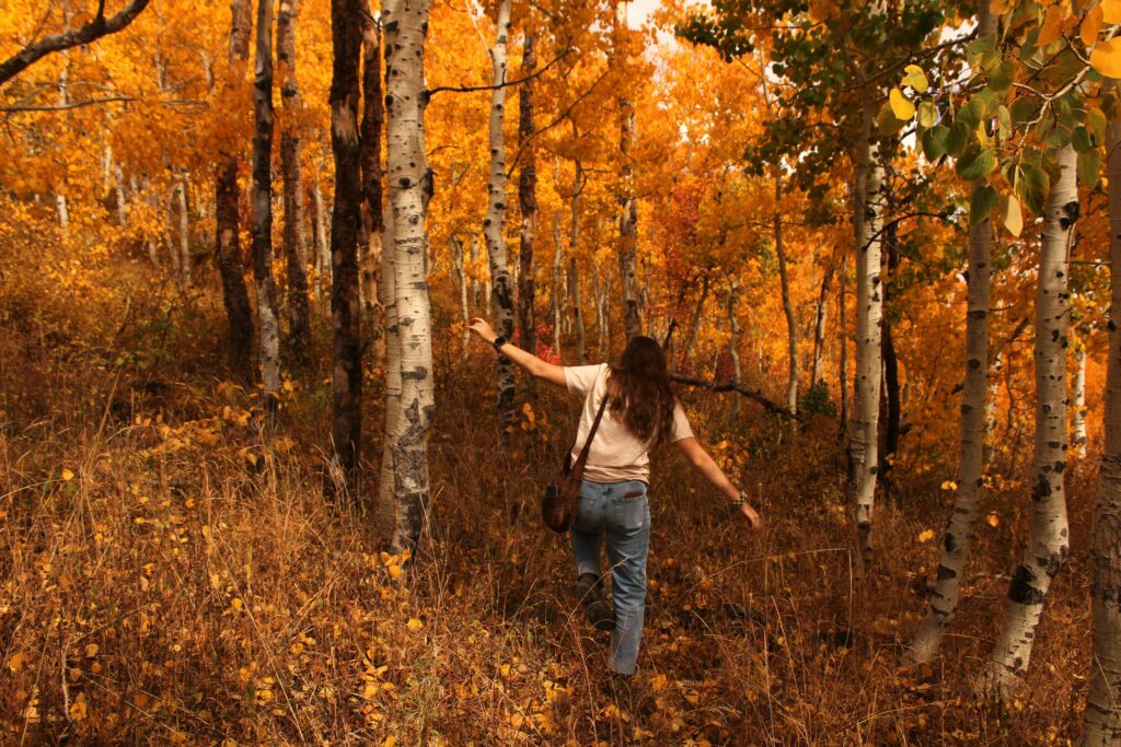 Woman wandering through vibrant autumn aspens in Salt Lake City forest.