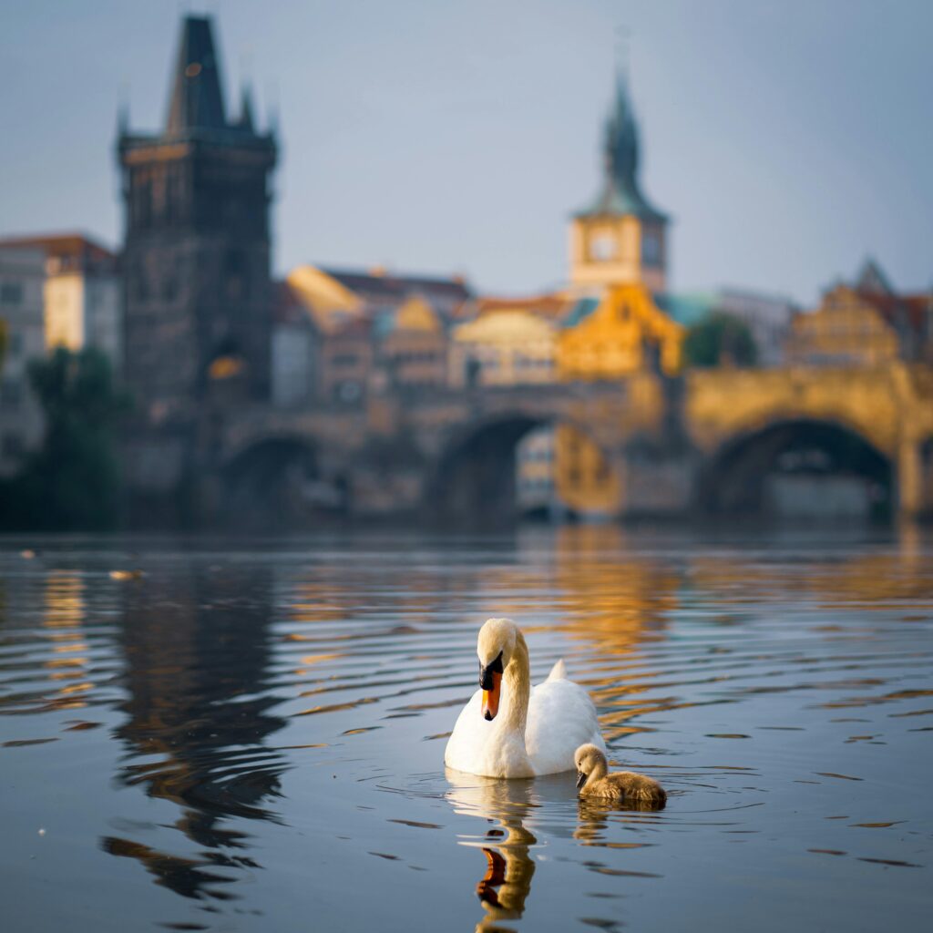 A serene image of a swan with a duckling on the Vltava River in Prague with historic architecture in the background.